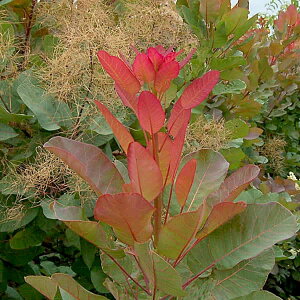 Ԗ ؂̕c/X[Nc[FI[ht@bV7`8|bg