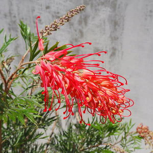 Ԗ ؂̕c/OrAFrS[h 5|bg