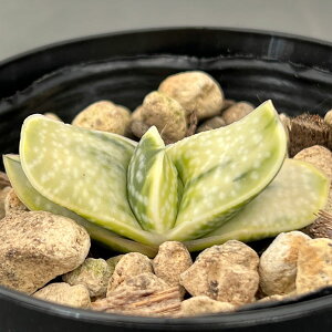 ϗtA/[IZ[]KXeAFN[qсiR_JjVLj 3.5