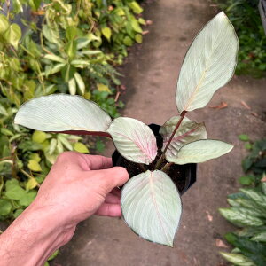 ϗtA/JeAF[A@}mAubV@4A