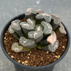 ϗtA/[UEt@[ZNg]nI`AFہ@3A25-01