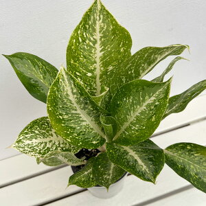 ϗtA/AOIl}F~L[EFC@5A