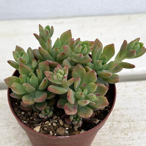 ϗtA/Z_Fgr[eB[@2.5|bg