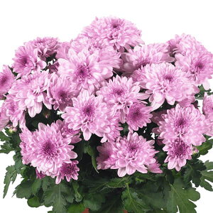 Ԃ̕c/i킯jJNe}ENX^@sNtA 3.5|bg