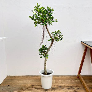 ϗtA/[]KW}FZJNKW} 8A25-02