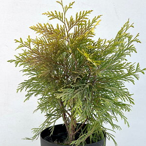 Ԗ ؂̕c/jICqoFS[fO[u5|bg