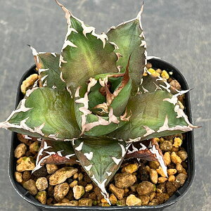 ϗtA/AKxF`^m^ ~ 3|bg*