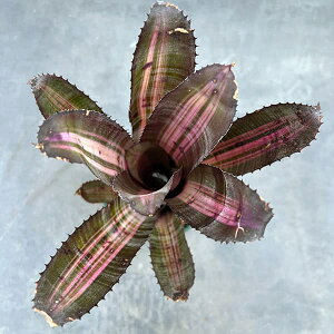 ϗtA/[IZ[]GNAFxglXJ 4A