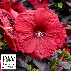 Ԃ̕c/hnCrXJXFT}tBbNiCg[W11cm|bg