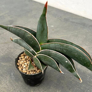 ϗtA/[UEt@[ZNg]TZxAF_ @2.5A25-01