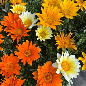 Ԃ̕c/KUjAFKY[iցjԐF~bNX3.5|bg 2Zbg