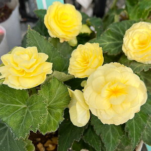 Ԃ̕c/xSjAFmXgbv 3.5|bg