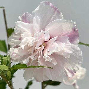 Ԗ ؂̕c/NQiہjFt`Lo[ pXe5|bg
