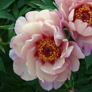 Ԃ̕c/VNNiC^[ZNVinCubhjFx[x[t@C5|bg