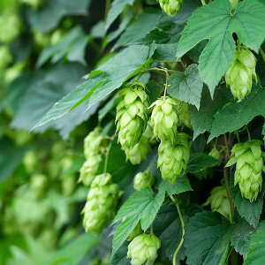 n[u̕c/zbvF}Oi3.5|bg 6Zbg