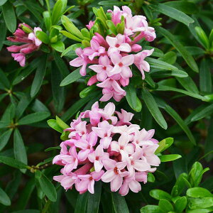 Ԗ ؂̕c/W`EQilG璾ԁjFG^[itOXisNj3.5|bg