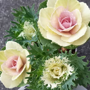 Ԃ̕c/n{^F~灕tFU[sAzCg4{d3|bg