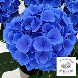 Ԗ ؂̕c/AWTCFyiu[j3.5|bg