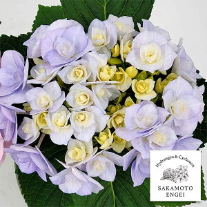 Ԗ ؂̕c/AWTCFm[uAiu[j3.5|bg