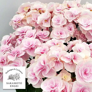 Ԗ ؂̕c/AWTCFeisNj3.5|bg