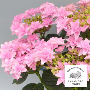 Ԗ ؂̕c/AWTCF|[WBu[P@isNj3.5|bg