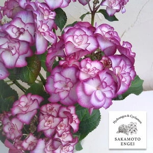 Ԗ ؂̕c/AWTCFYULIKAiJjiu[^p[vj3.5|bg