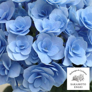 Ԗ ؂̕c/AWTCFtFA[LXiLbXjiu[j3.5|bg