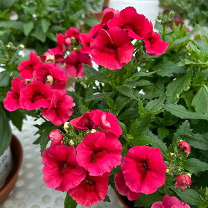 Ԃ̕c/lVAFtt Cgbh3.5|bg