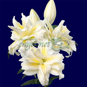 /Fd炫IG^[i[Y[jCo[i1