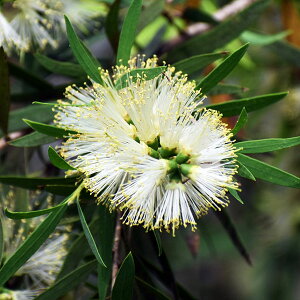 Ԗ ؂̕c/JXeFEF_lXzCg7|bg