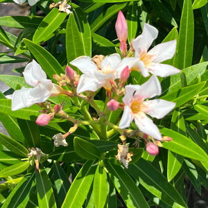 Ԗ ؂̕c/LE`NgEi|jFy`[gT[1m