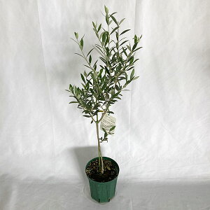 Ԗ ؂̕c/I[uF~bV 5|bg