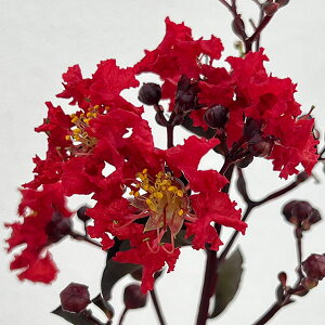 Ԗ ؂̕c/TXxiSgjFubN[t_Ch@N]bh5|bg