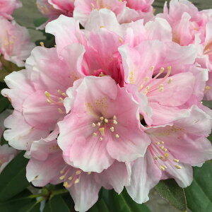 Ԗ ؂̕c/VNiQiΓԁjFhbN 5A