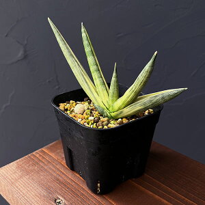 ϗtA/[UEt@[ZNg]TZxAF{ZVX@Xm[zCg@3.5A25-03