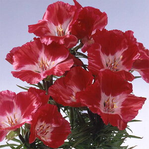 Ԃ̕c/Sf`FW[ bh3.5|bg