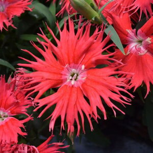 Ԃ̕c/_CATXFX[vEbh3.5|bg