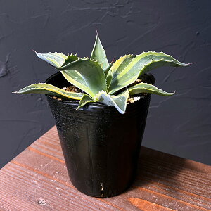 ϗtA/[UEt@[ZNg]AKxFIoeBtHA@IJ@4A25-02