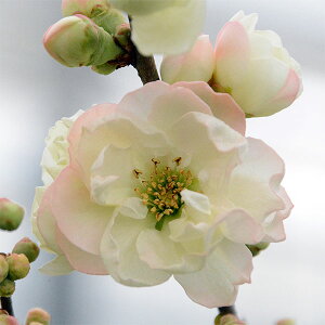 Ԗ ؂̕c/{Pi؉ZjFWiALj3|bg