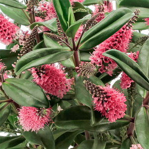 Ԃ̕c/w[xFNC[LEC@eBLeBL3.5|bg