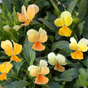 Ԃ̕c/|̃rIF^WF[iW[vv3-3.5|bg