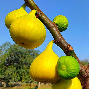 ʎ̕c/C`WNFfBA[i4|bg