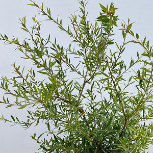 Ԗ ؂̕c/OrAFtHXgu[7|bg