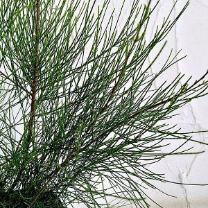 Ԗ ؂̕c/N}IEi^}N}IEEʖؖj3.5|bg