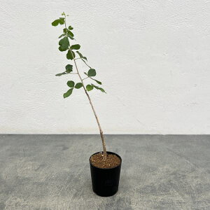 ϗtA/R~tHFsp1. EGX^}_KXJ 2.5A