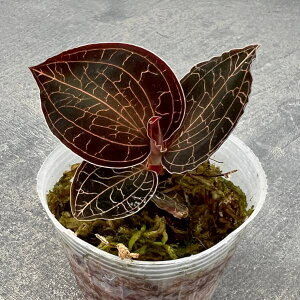 ϗtA/AlNgLXFS[fVN@2|bg