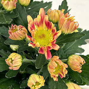 Ԃ̕c/i킯jt[}ieELNjFm}hsNbV3.5|bg