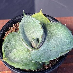 ϗtA/AKxF}[^@psmCfX@3A*