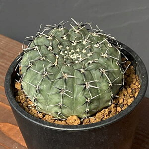 ϗtA/T{eFMmJLE@hPiNgQzEgEj@@3.5A