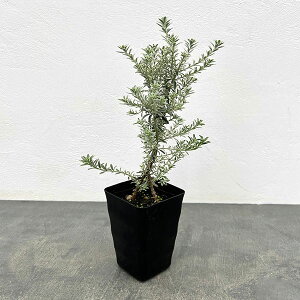 Ԗ ؂̕c/EGXgMAFX[L[EX^_[hd3.5